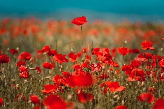 Mohnblumen-Feld.