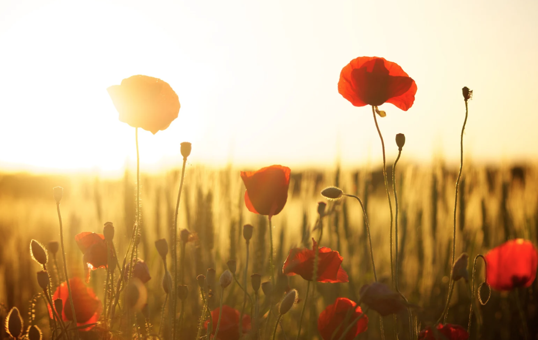 Mondblumenfeld im Sonnenuntergang