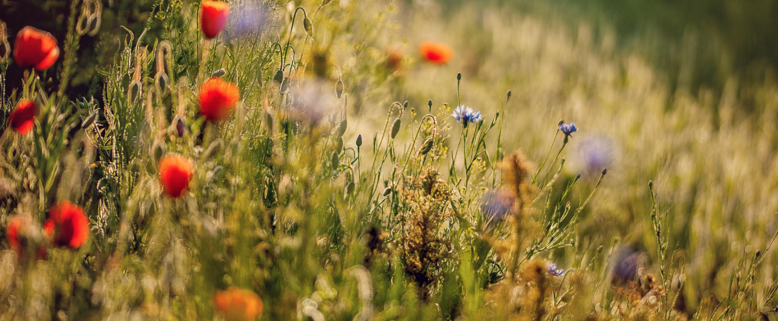 Blumenwiese. Zykluscoaching für deine Zyklusbalance mit Nadine.