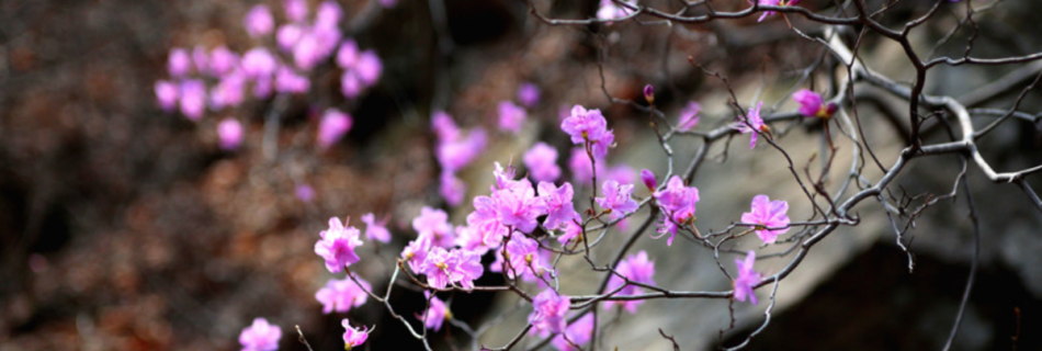 Rosa Blumen als Zeichen der Weiblichkeit. Blog über Zyklustracking inklusive Zyklustagebuch.