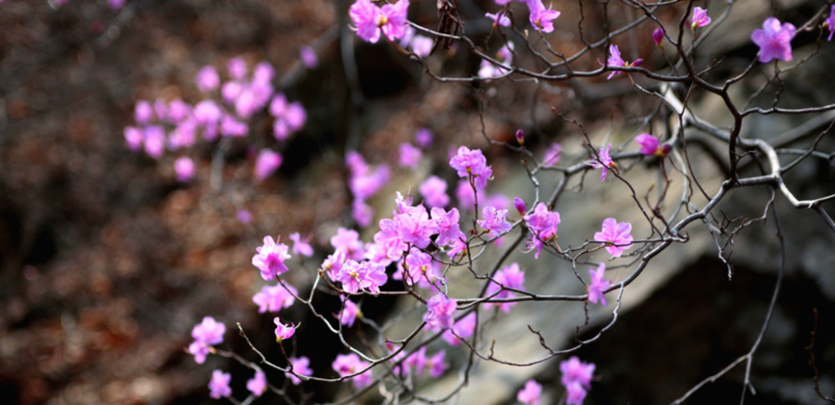 Rosa Blumen als Zeichen der Weiblichkeit. Blog über Zyklustracking inklusive Zyklustagebuch.